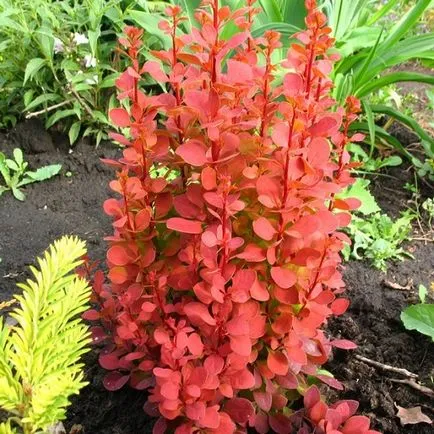 Berberis thunbergii - leírás és leírások, fotók fajok és fajták kerttervezés, ár