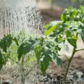 Bezrassadnoj метод за отглеждане на зеленчуци - семейни градини