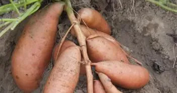 Sweet отглеждането на картофи в средната лента в предградията