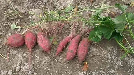 Sweet отглеждането на картофи в получаването на средната лента на растителни разсад
