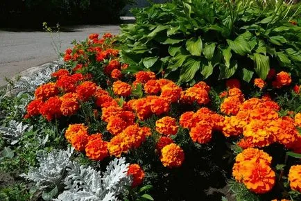 Marigold засаждане, отглеждане, грижи, болест, градинарство свят