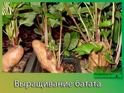 Sweet отглеждането на картофи в получаването на средната лента на растителни разсад