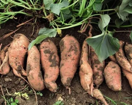 cultivarea de cartofi dulci în banda de mijloc în suburbii