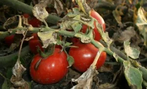 Болести и неприятели на домати