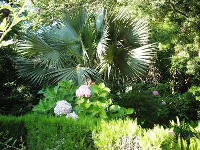 Blanes, Botanică marimurtra gradina