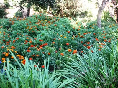 Blanes, Botanică marimurtra gradina