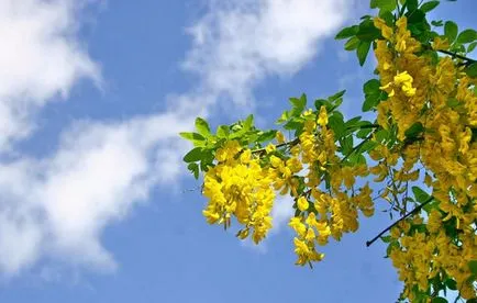 Bobovnik (Laburnum) de plantare și îngrijire în grădină