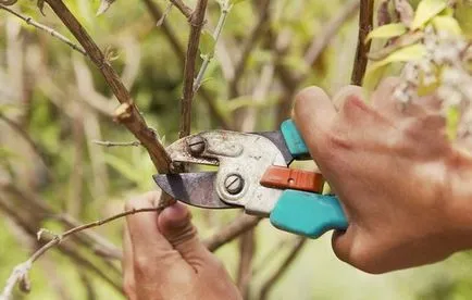 Bobovnik (Laburnum) de plantare și îngrijire în grădină