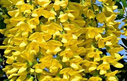 Bobovnik (Laburnum) de plantare și îngrijire în grădină