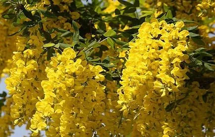 Bobovnik (Laburnum) de plantare și îngrijire în grădină