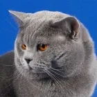 British shorthair fotografii pisica, pret, culoare, video, caracter, descriere rasa, koshkomir