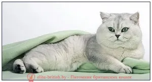 British Chinchilla de aur, argint