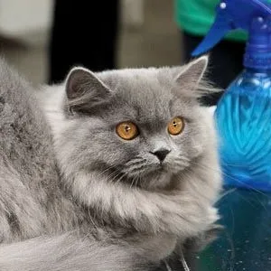 British shorthair fotografii pisica, pret, culoare, video, caracter, descriere rasa, koshkomir