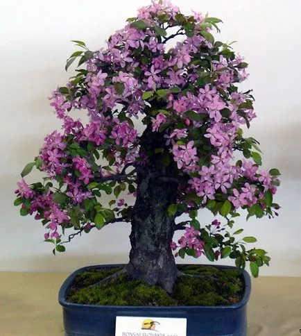 Bonsai de mere (malus)