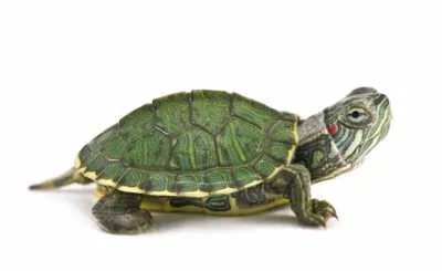 Turtle acvatice animale de companie podea mici, ce să se hrănească, foto, video