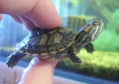 Turtle acvatice animale de companie podea mici, ce să se hrănească, foto, video