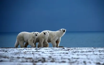 Earth Hour 2017 - a salva ursii polari