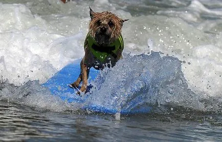 Surfing Championships câini, mai proaspăt - cel mai bun din ziua în care ați avea nevoie vreodată!