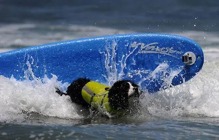 Surfing Championships câini, mai proaspăt - cel mai bun din ziua în care ați avea nevoie vreodată!