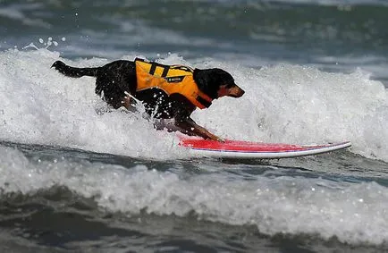 Surfing Championships câini, mai proaspăt - cel mai bun din ziua în care ați avea nevoie vreodată!