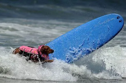 Surfing Championships câini, mai proaspăt - cel mai bun din ziua în care ați avea nevoie vreodată!