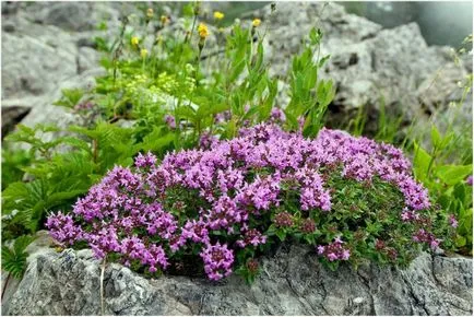 Cimbru și Cimbrul este una și aceeași plantă