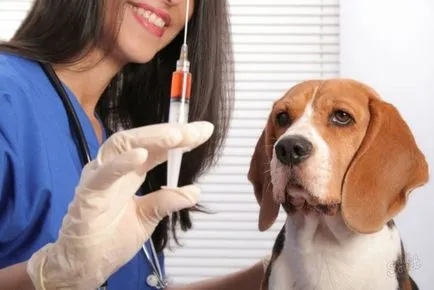 Колко дни може да бъде ваксинирано куче след glistogonk отговорен ветеринарен лекар