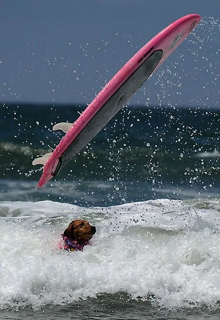 Surfing Championships câini, mai proaspăt - cel mai bun din ziua în care ați avea nevoie vreodată!