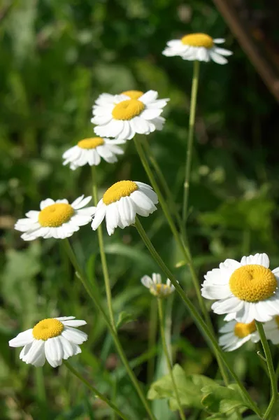 Maiden Daisy - nepretențioasă înflorire perene