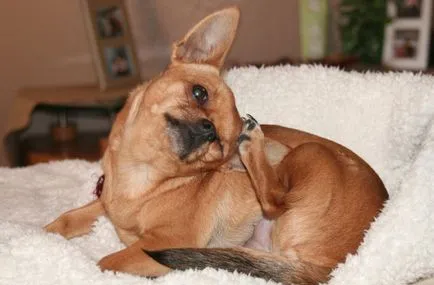 Chihuahua - câine mic iubitorii de club