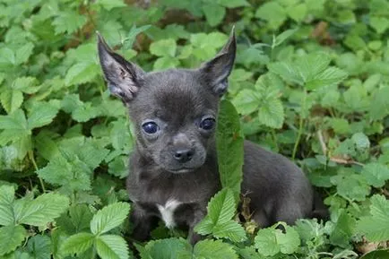 Chihuahua - câine mic iubitorii de club