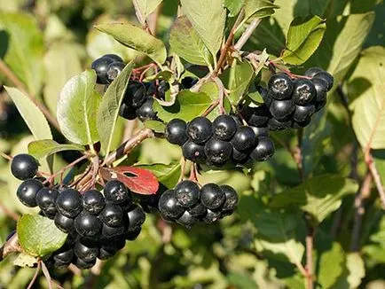 Mit lehet tenni a berkenye hasznos felkészülés a téli az egész családnak