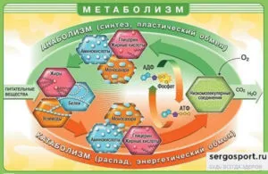 Какво е анаболизъм и катаболизъм