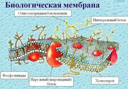 Какво е мембраната