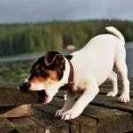 Daneză-suedeză gardhund câine agricole versatil