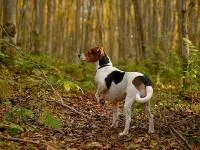 Датско-шведската ферма куче (gardhund) снимки, описание на породата, грижи