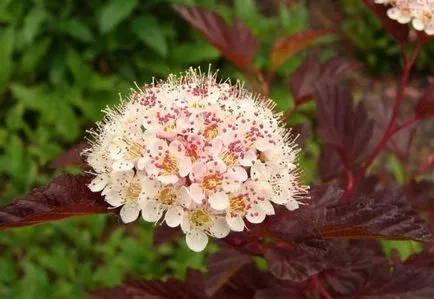 Physocarpus díszítő cserje ültetése és gondozása