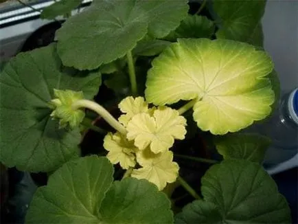 Geranium floare de îngrijire adecvată la domiciliu