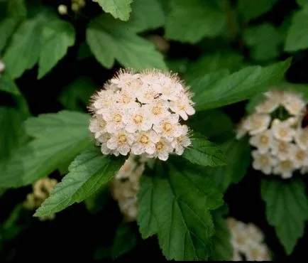 Physocarpus декоративен храст засаждане и грижи