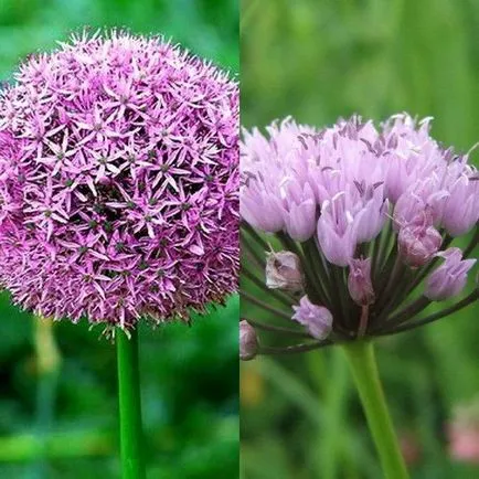 Декоративни лук Allium снимка, засаждане и грижи в открито поле