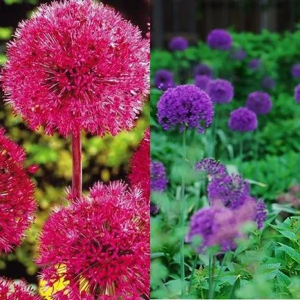 Decorative fotografie Allium, plantare și îngrijire în câmp deschis