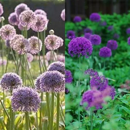 Декоративни лук Allium снимка, засаждане и грижи в открито поле