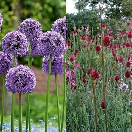 Decorative fotografie Allium, plantare și îngrijire în câmp deschis