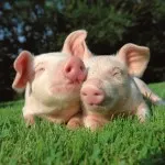 Диагностика и лечение на обикновена настинка заболявания при свинете