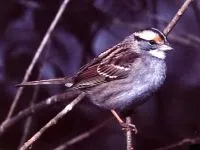 Селска лястовица (Hirundo рустика), поведението на хранене на пилета поглъща пиленца заминаване