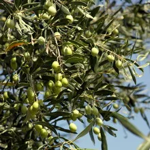 Plante Olive Tree fotografie, fructe, flori și frunze, povestea unei culturi copac veșnic verde