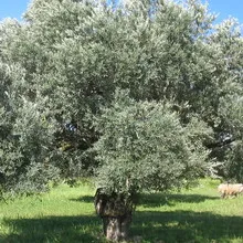 Plante Olive Tree fotografie, fructe, flori și frunze, povestea unei culturi copac veșnic verde