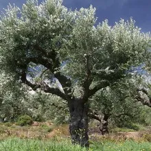 Plante Olive Tree fotografie, fructe, flori și frunze, povestea unei culturi copac veșnic verde