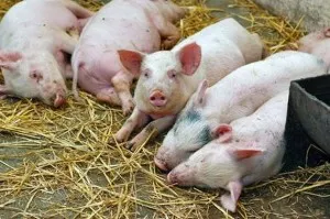 Диагностика и лечение на обикновена настинка заболявания при свинете
