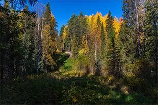 Din lemn la cheie construcția de locuințe de pădure de iarnă Arkhangelsk